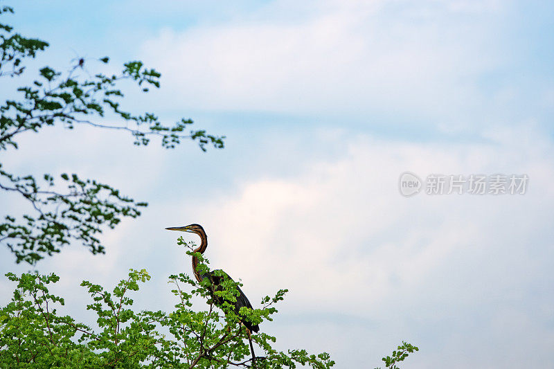 紫色苍鹭(Ardea purpurea)坐在树枝上，赞比亚